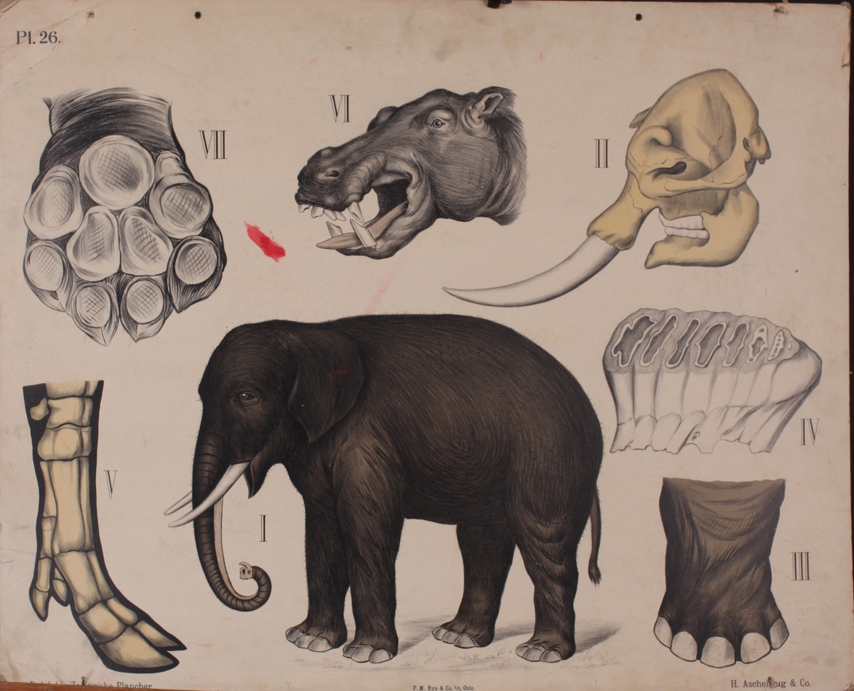 Motivet viser elefant i helfgur og detaljert anatomi, samt flodhestens hode.