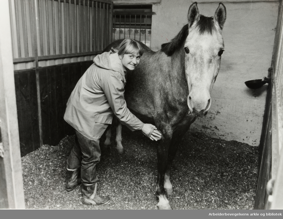 Ellingsrudåsen Ridesenter. Cecilie Kilde pusser og strigler hestene. November 1982