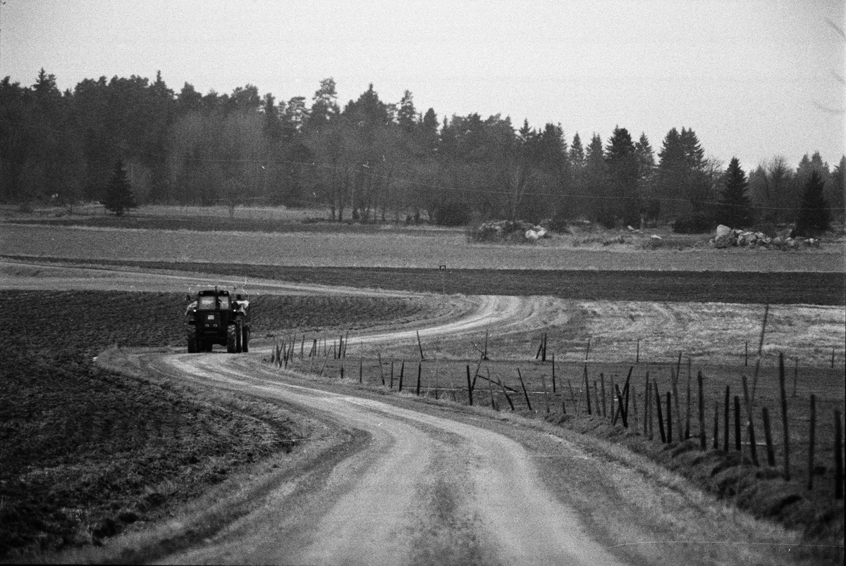 Artur Wallén kör traktorn med säd till Forsby kvarn, Simtuna, Uppland maj 1989
