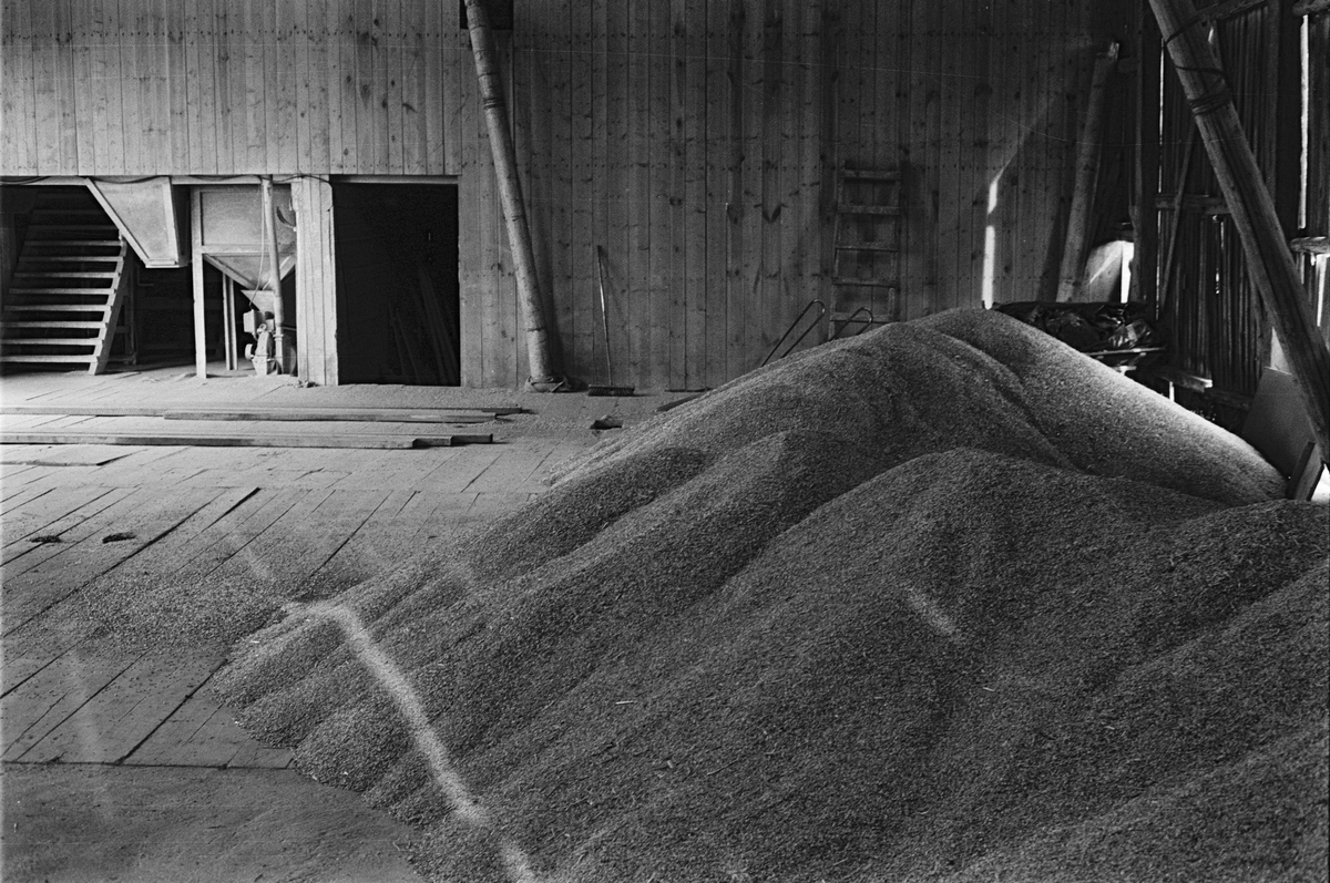 Den tröskade och torkade spannmålen lagras på golvet i magasinet, Mossbo, Tierps socken, Uppland september 1981