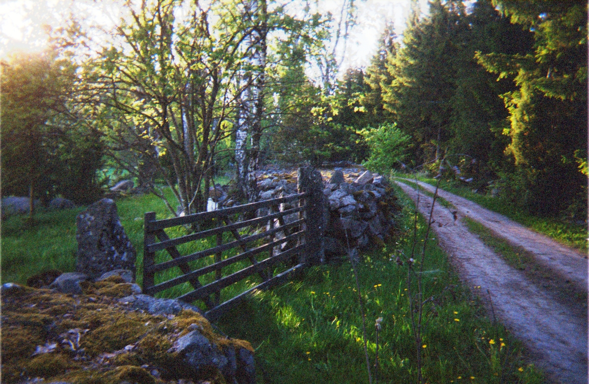 Skogsväg till Hägnan, Björnäs, Söderön, Börstils socken, Uppland våren 2002