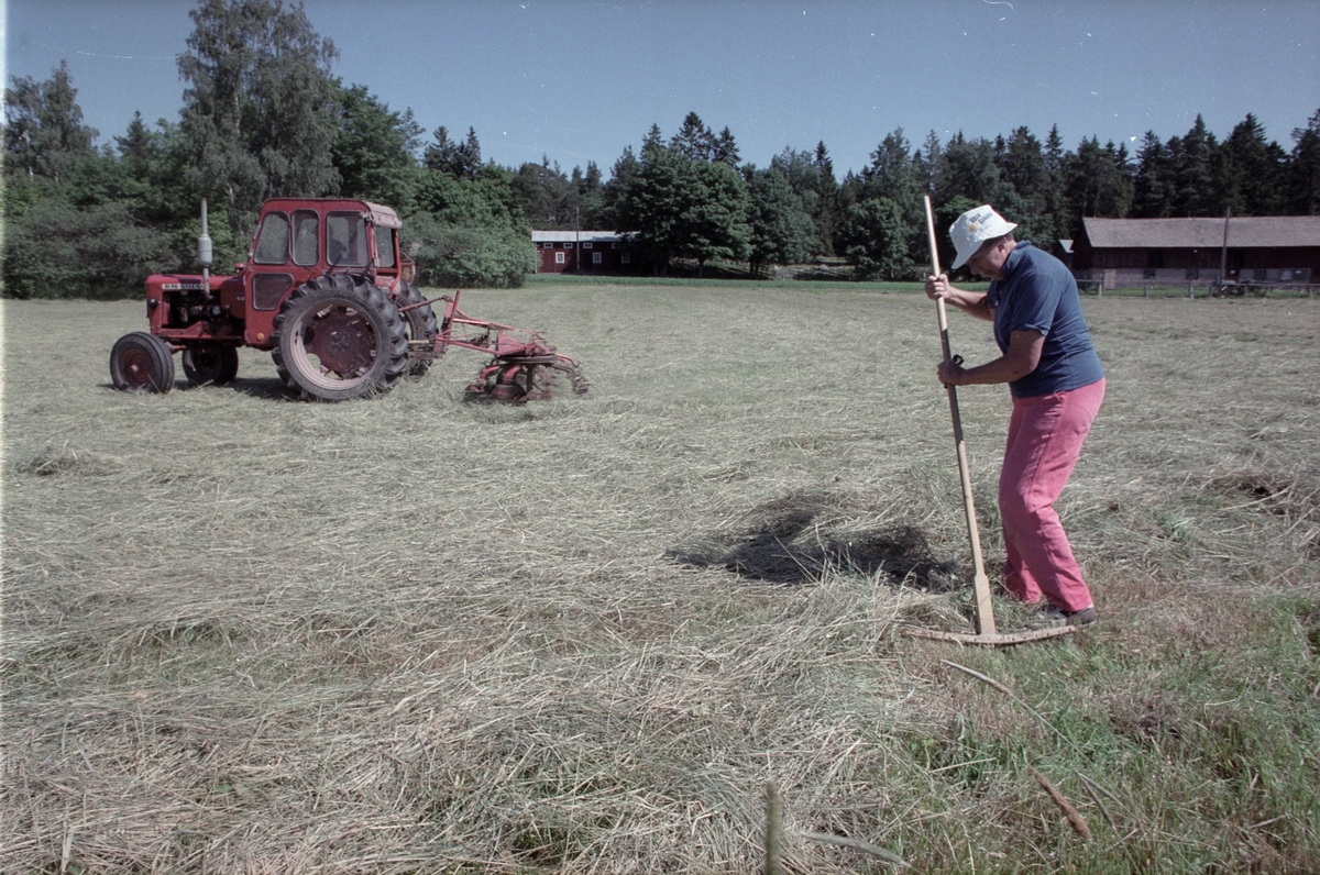 Okänd kvinna räfsar, Lönnholmen, Gräsö socken, Uppland 1994 - 1995
