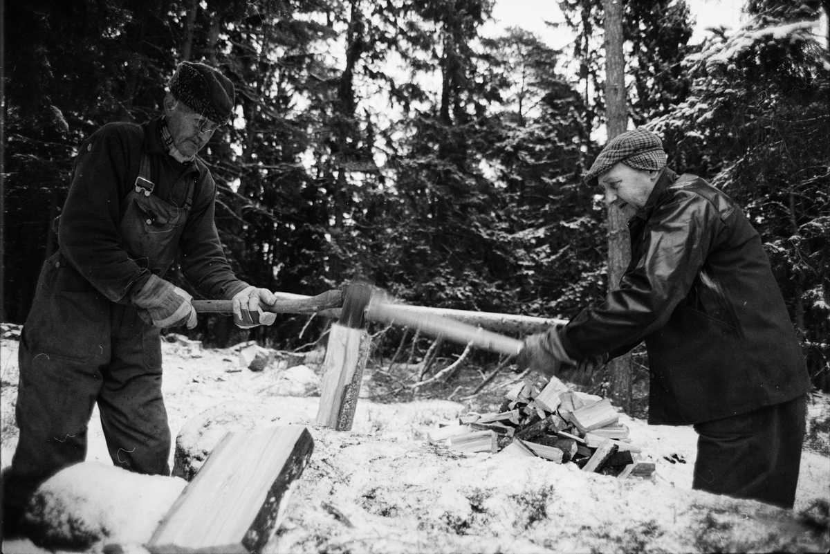 Lantbrukare Arvid och Birger Mattsson hugger ved i skogen, Lönnholmen, Gräsö socken, Uppland 1994 - 1995