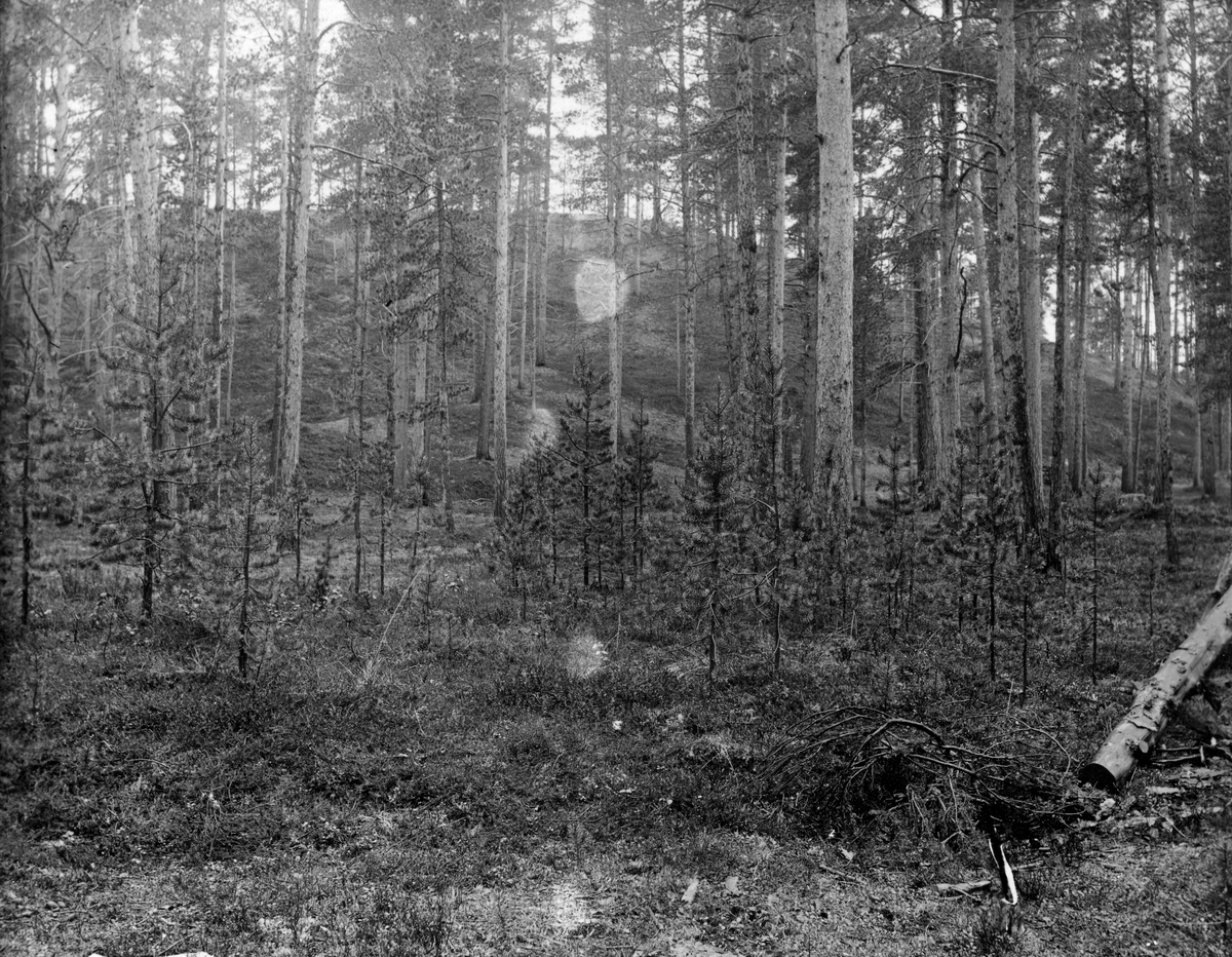 Botanikeren og skogforskeren Oscar Hagem (1885-1982), var meget opptatt av klimaets innvirkning på reproduksjonsforholdene i marginale skogområder. Dette fotografiet tok han under en studietur i Mølmannsdalen i Røros kommune i Sør-Trøndelag sommeren 1915.  Her, 6-700 meter over havet, i et værhardt klima og på et skrint jordsmonn, var det generelt sett nokså sparsomt med gjenvekst i den furuskogen som tross alt fantes. Hagem var imidlertid klar over at dette ikke bare skyldtes klima og ufullkommen frøutvikling i furukonglene. Jordsmonnen hadde også noe å si. Her han fotografert mye småfuru på ei lita flate som er en liten kolmilebotn. I bakgrunnen ser vi middelaldrende furuskog, nesten uten gjenvekst, på ordinært stedlig jordsmonn. Det er nærliggende å anta at kolbrenninga må ha etterlatt seg mineraler som stimulerte gjenveksten.