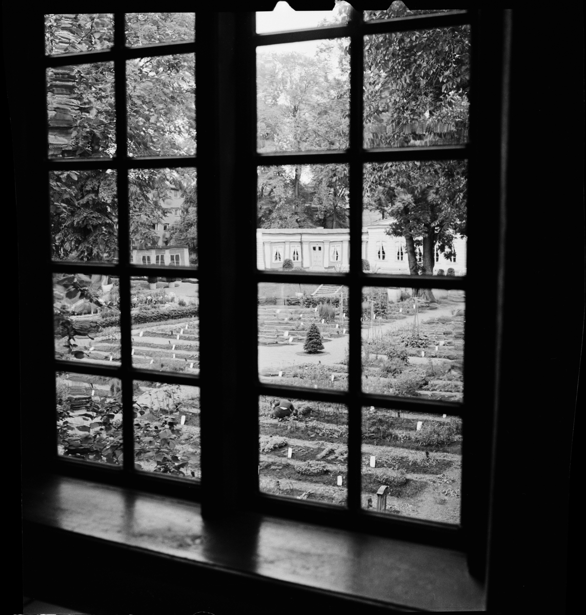 Linnéträdgården sett genom fönster, Uppsala 1960