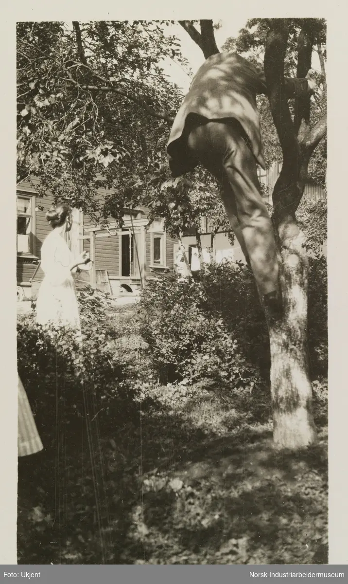 Mann klatrer opp i et tre. Kvinne står ved siden av og har ansiktet vent mot en person som henger klessvask opp til tørk