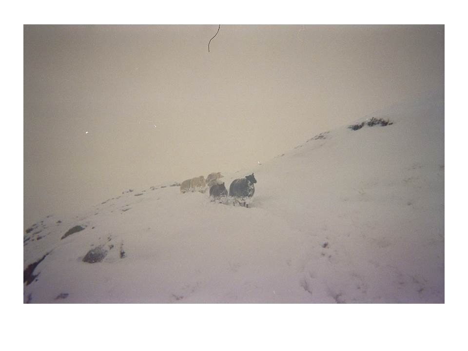 13 sauer føres ned frå eit snødekt fjell etter Rågeloni og på vei inn i Hytteheia under ettersanking.