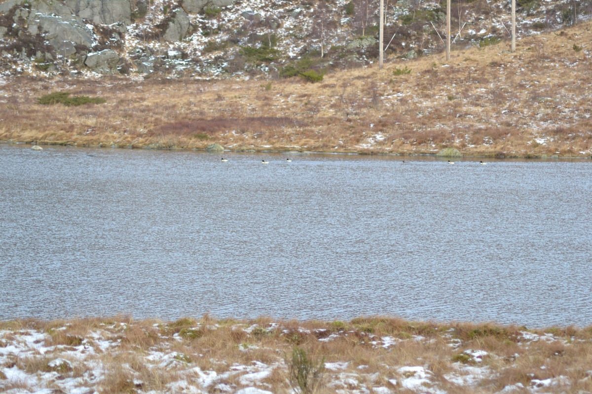 Tilsyn med rundt 30 villsauer på vinterbeite på Dyranuten, Figgjo. Dei beita i hovedsakleg på lyng.