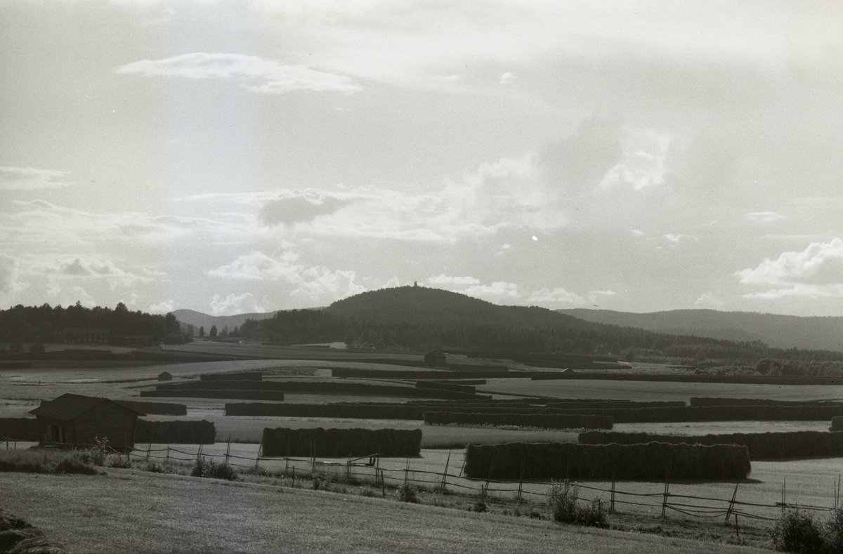 Ett stort antal långa höhässjor vid Bullerberget, 1954.