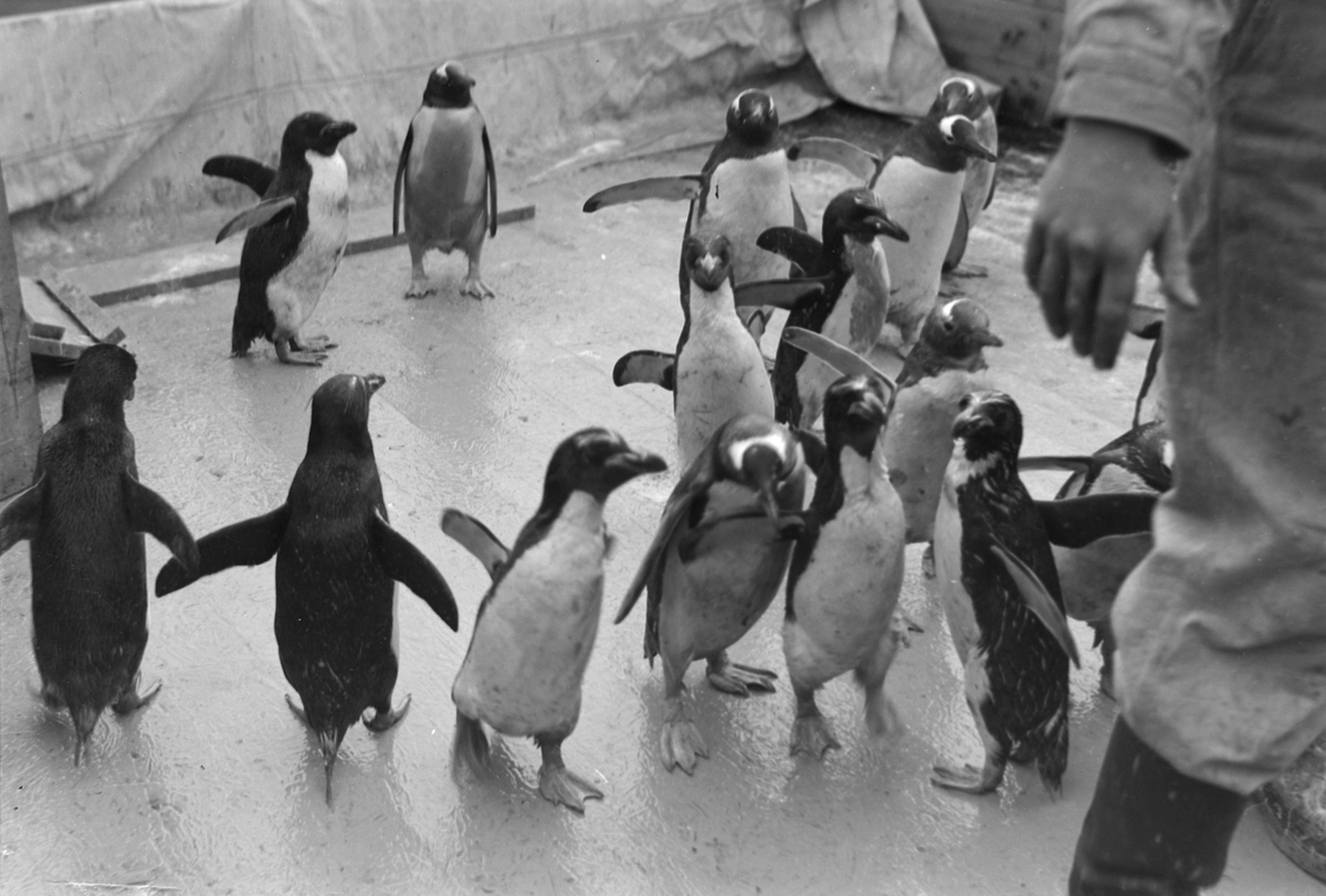 Pingviner i Trondheim