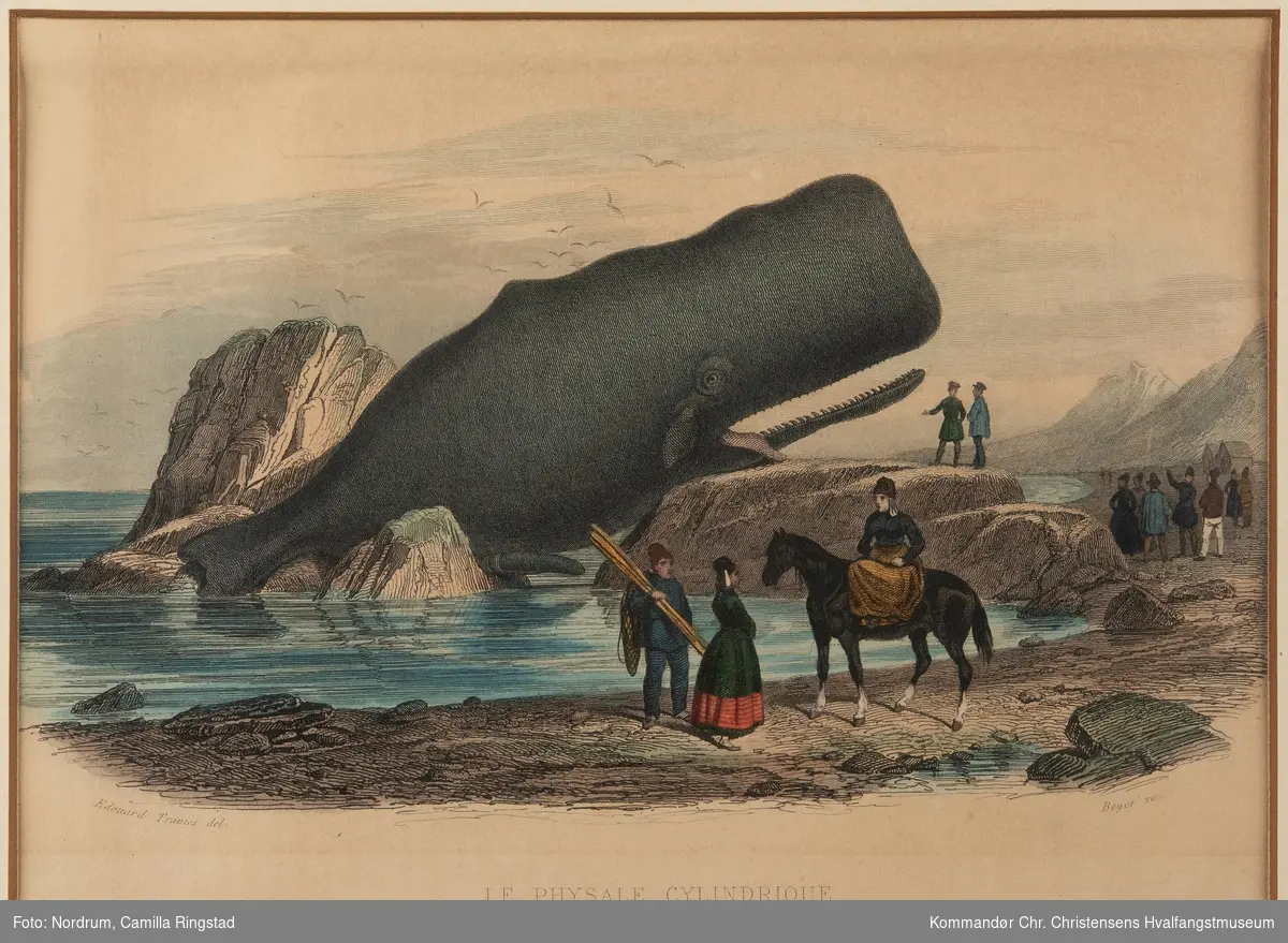 Le physale cylindrique. En strandet hval, to kvinner og tre menn og en hest i forgrunnern, en gruppe mennesker i bakgrunnen.
