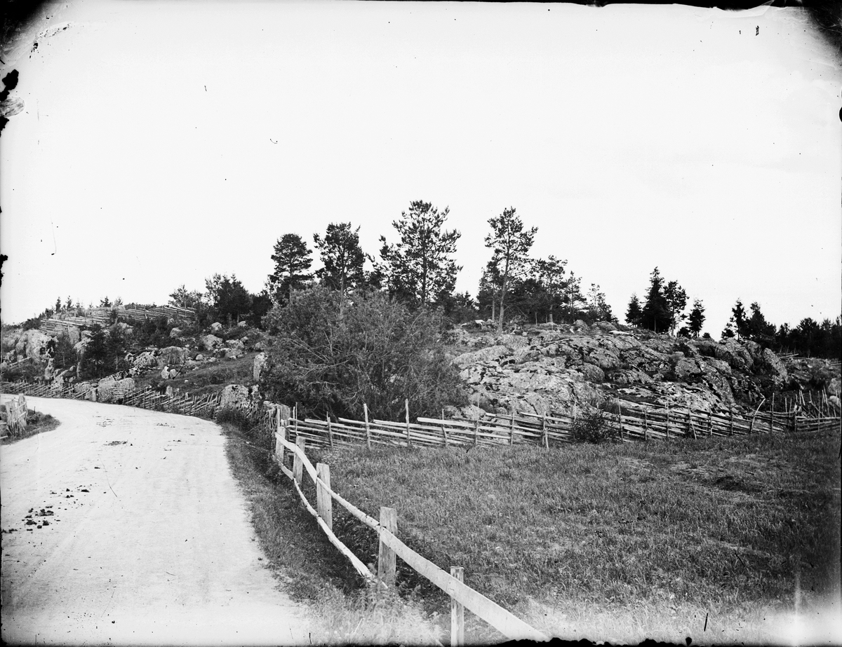 Väg förbi en bergknalle med gärdesgård, Östhammar, Uppland 1902