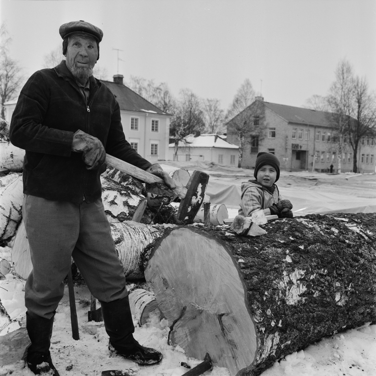 Jättebjörkar får vika för affärshall Tierp, Uppland, mars 1972
