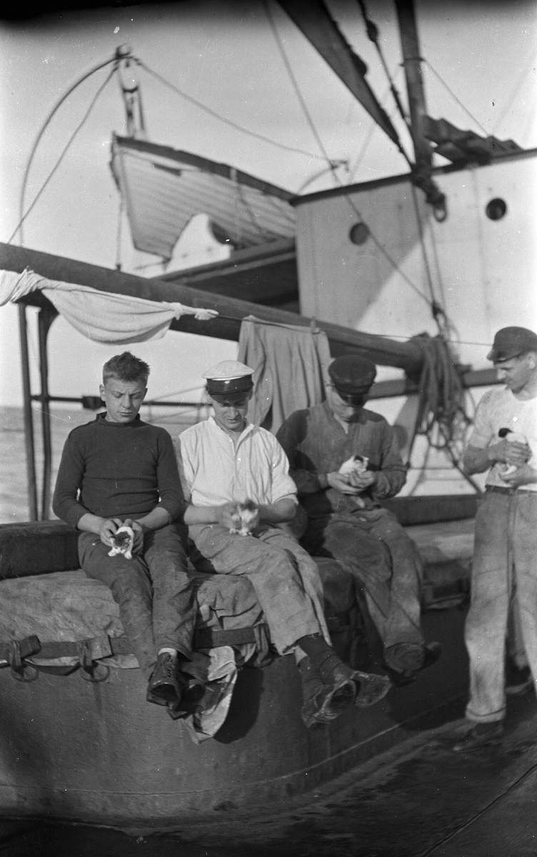 Fire menn med hver sin kattunge i fanget, på dekk på DS STORFOND, stuert Lars Johansen nr 2 fra venstre.