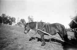 Hest i seletøy på Skinnarland, Møsstrond
