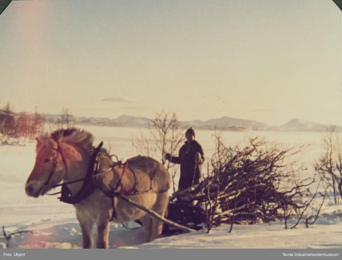 Vedkjøring på Øst-Førnes ved Dalsbekk med fjording som drar slede med tømmer
