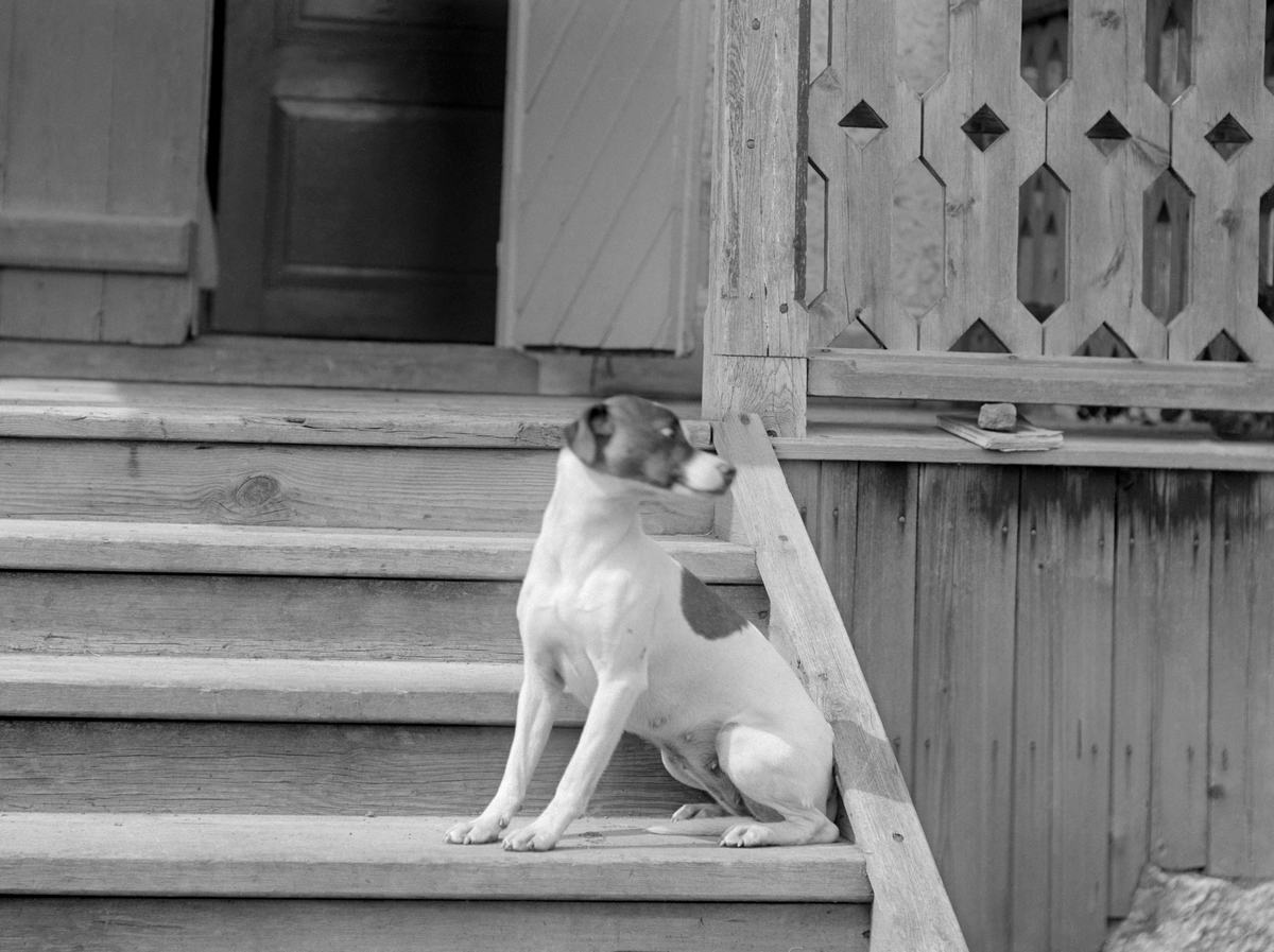 Emil Durlings hund sittandes på trappan till fotografens bostad Strömmen i Sankt Anna socken. Vad jycken hette är sedan länge glömt.