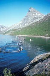 Flakstadvåg, 1976 : Flakstad fiskeoppdretts anlegg i Indre S
