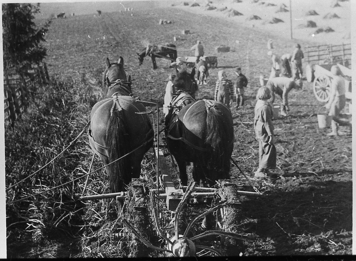 Potetopptaking på Eidal. Ca. 1942. Hester i beite drar opptakeren. Hest med kjerre i bakgrunnen. 
