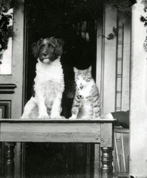 Portrett av katt og hund