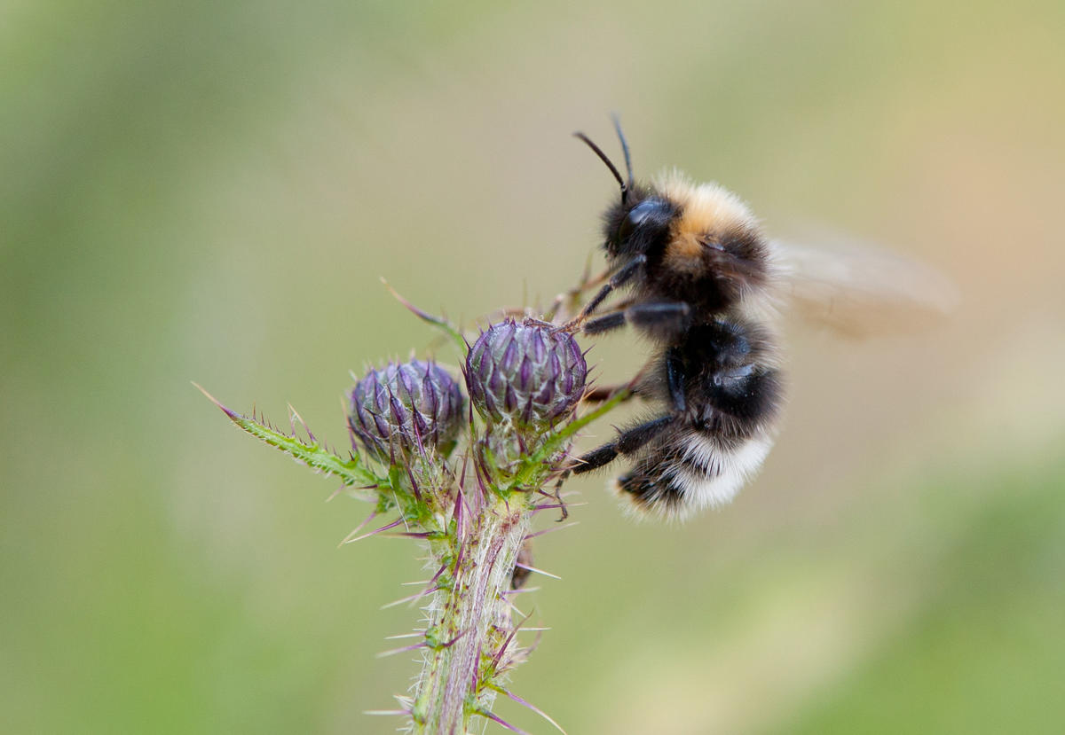 Foto: Arnstein Staverløkk/Norsk institutt for naturforskning (CC BY 3.0) / Foto: Arnstein Staverløkk/Norsk institutt for naturforskning (CC BY 3.0)