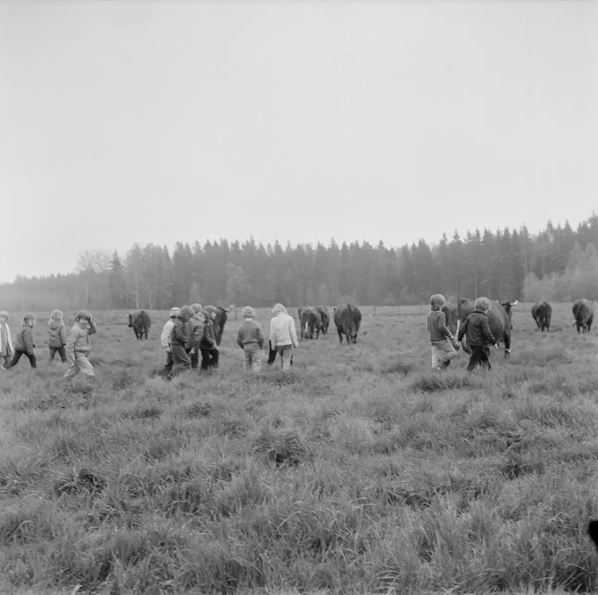 Elever bland kor på bete, Söderfors, Uppland, juni 1972 ...