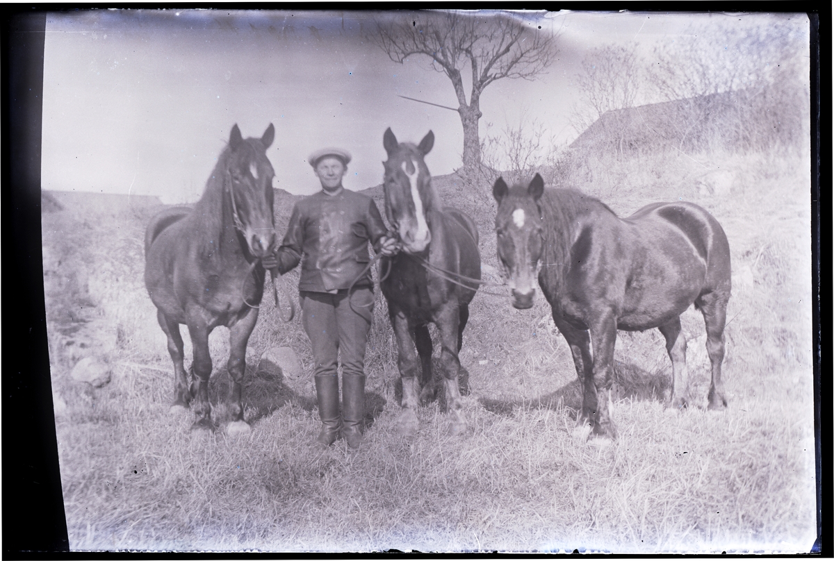 En man visar stolt upp tre hästar.