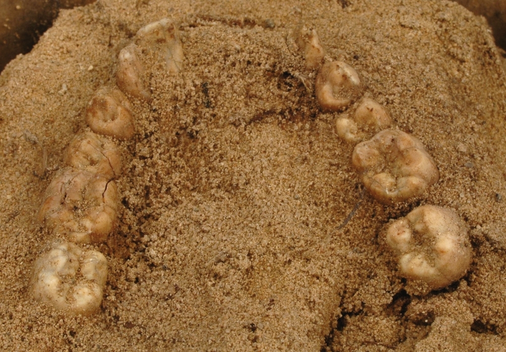 En tandrad från en underkäke påträffad i en skelettgrav, A 31209, på gravfältet RAÄ Barnarp 29:1, L1974:2724 på Torsvik i Jönköping. Även tänder från överkäken påträffades samt ett kraftigare kranieben men käkbenet var förmultnat. Osteologiska analyser visade att tänderna kom från en individ på 12-15 år, möjligen en pojke. Med sig i graven hade den döde även fått en kniv, en sölja, en glaspärla, en bärnstenspärla och en möjlig spelbricka i glas, se bild JMF.00328:14 och JMF.00328:15. Datering 640-685 e.Kr.