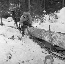 Tømmerkjøring med såkalt «rede» hos Per O. Løberg og sønn i 