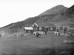 Gaarden Lie  Hallingdal  15.10.1906.Bolighus, uthus, kyr, pe