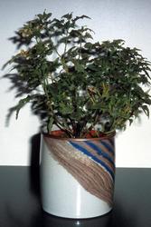 (uten tittel) [Keramikk - Steingods]