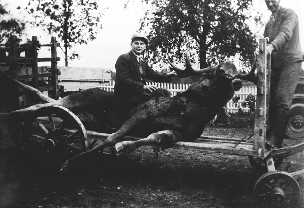 Elgokseslakt på ei kjerre. Per Schaanning Holmsen (1903-1953) med sin første elg.