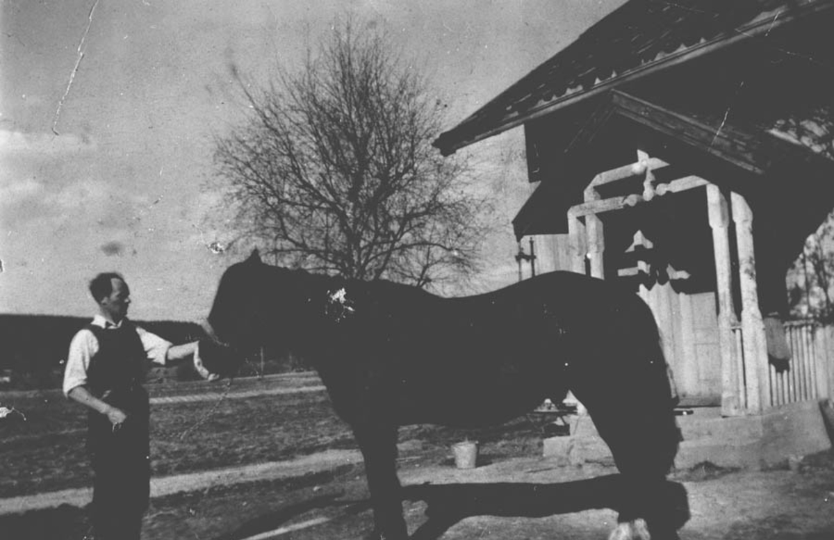 Mann med hest på gardstun