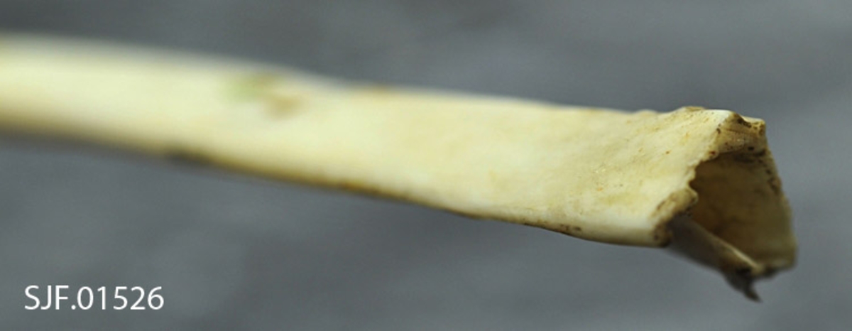 Oterpipa er laget av alkevingebein som egner seg til å lokke oterunger med. 
Beinet er flatt og gir tynn låt. Lydhullet sitter 2, 3 cm inn på pipa. 