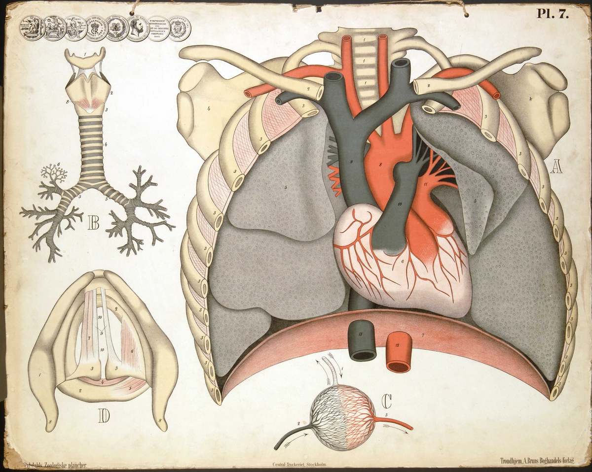 Fremstilling av menneskets hjerte, lunge, strupehode og luftrør.