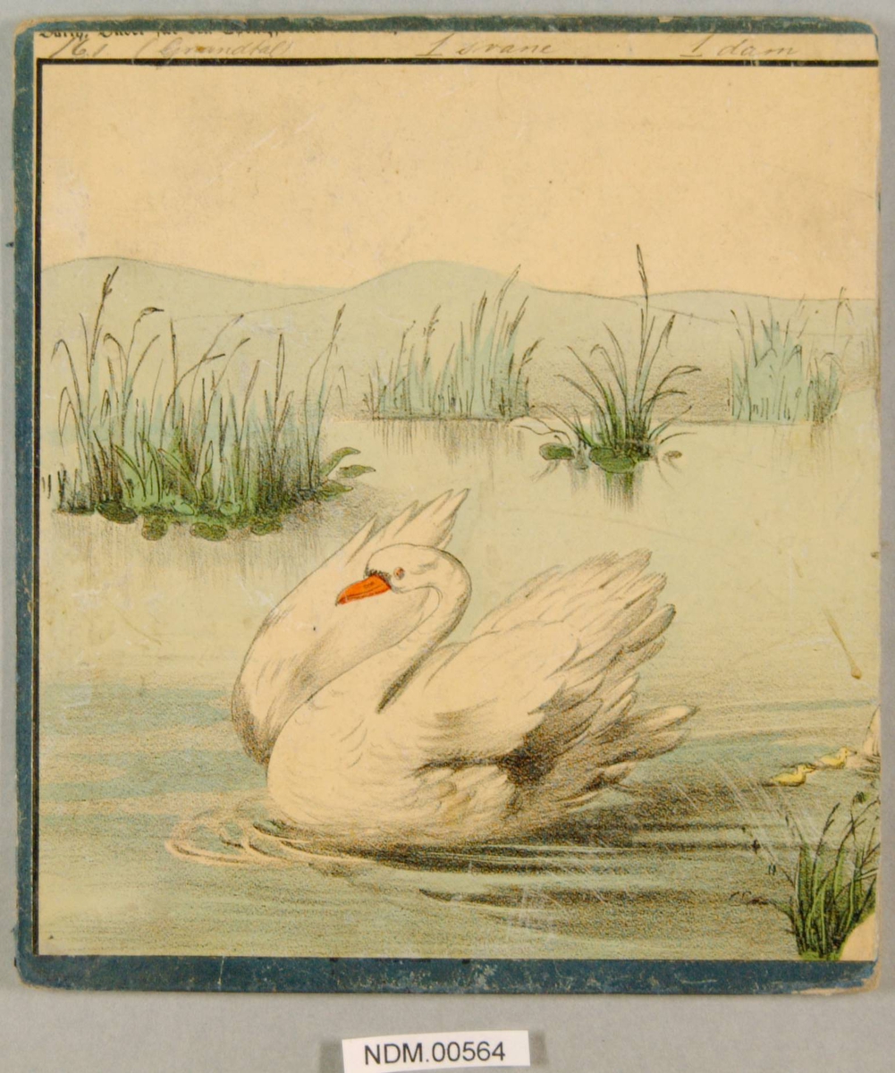 En sane svømmer i en dam. svaneunger svømmer mot høyre. Siv og strå i dammen.