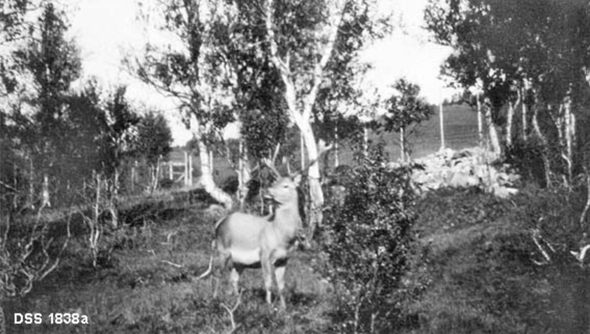 To opptak av hjort i innhegning på Songli jaktklubbs eiendom i Orkdal.  Begge opptakene er gjort på omtrent samme sted i et grasbevokst landskap med spredte bjørketrær og einerbusker.  Innhegningen er lagd av ståltrådnetting på høye stolper.  En hjort er med på hvert av bildene.