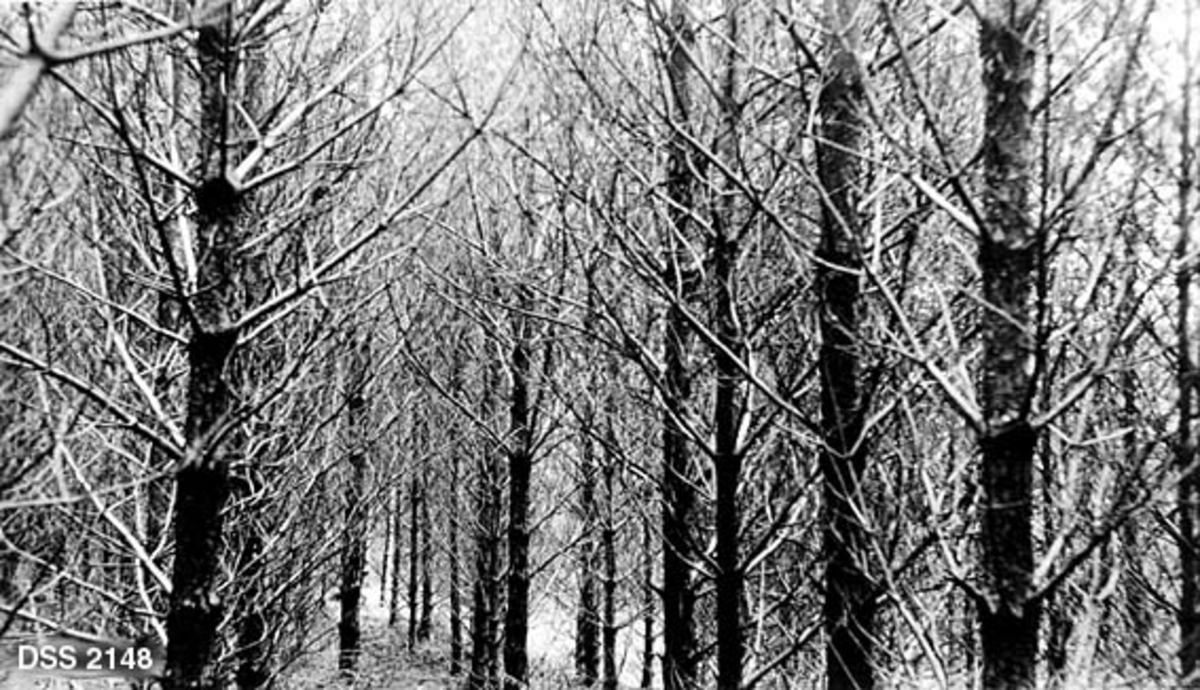 Plantet, ensaldret furubestand i Skinnanlund-Hetland statsskog.  Trærne er plantet forholdsvis tett, og det bildetutsnittet fotografen har valgt er fra ei sone der det har vært så lite lys at greinene har tørket.  Skogen antas å være tynningsmoden. 