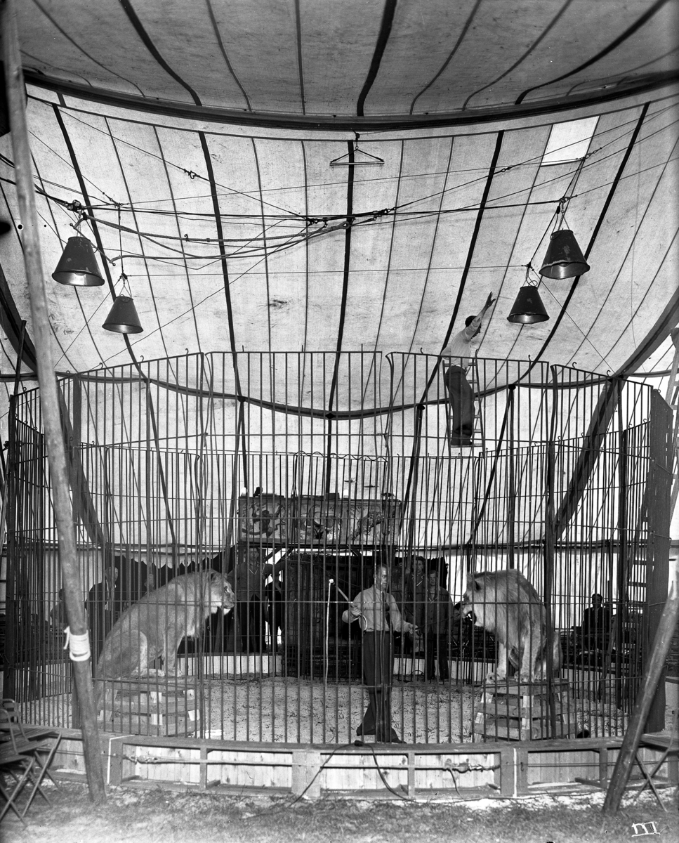 Løvebur på sirkus