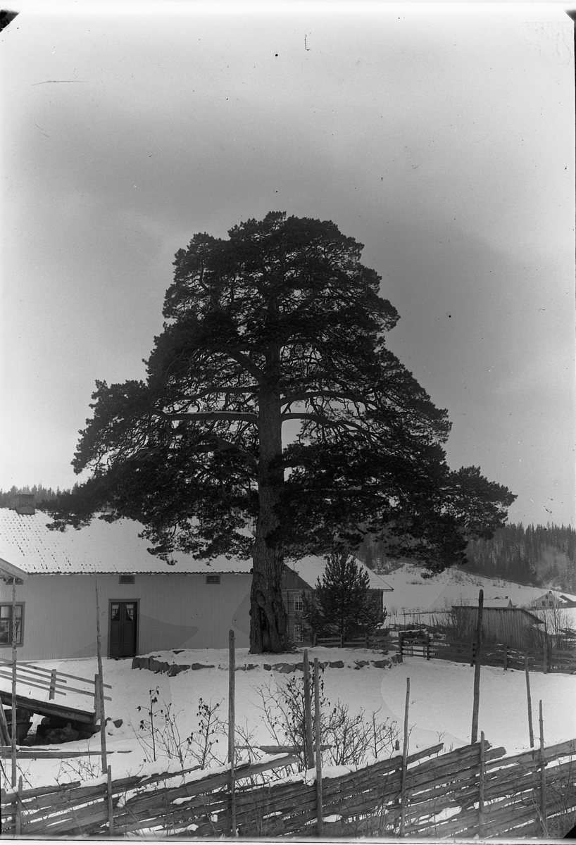 Ringsaker, Veldre, Løkendalen, gamle Furu skole fra 1883, solgt og revet i 1911, Tokstadfurua,