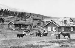 Gårdbruk - Sagvangen gård i nordenden av Savalen.