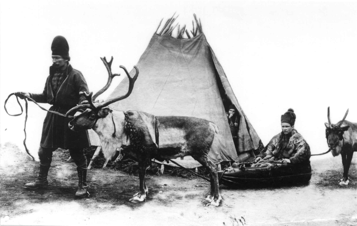 Samer med reinsdyr og pulk foran et telt. Jämtland, Sverige - antagelig 1890-årene.