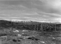 Reingjerdet ved reinslaktehuset. Saltfjellet 1964.