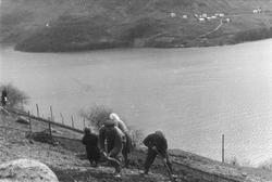 Fra gården Havrå på Osterøya. Våronna gjøres unna manuelt. Å