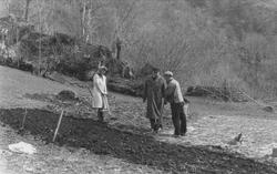 Fra gården Havrå på Osterøya. Våronna gjøres unna manuelt. Å