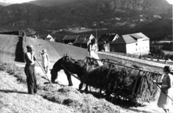 Voss 1939. Høying. Hest med høylass. Kvinne tråkker lasset. 
