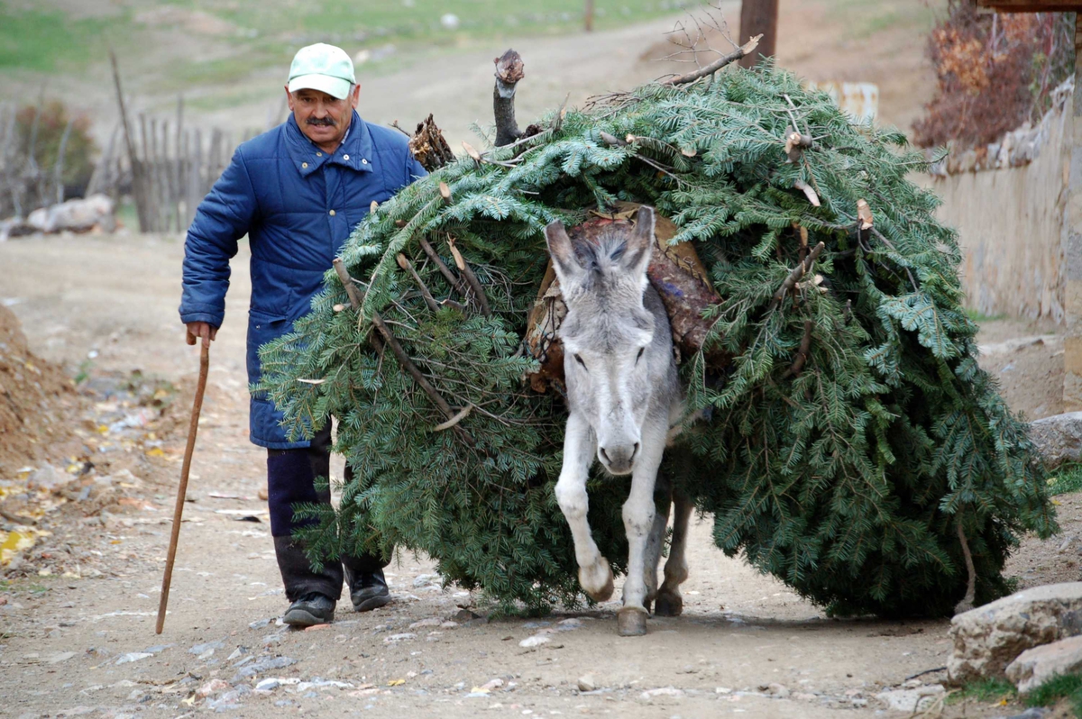 Abdullah Senol fra Samlar i Tyrkia. Transporterer grankvister til brensel med esel.