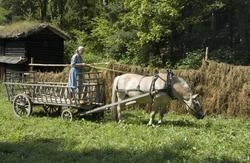 Levendegjøring på museum.Ferieskolen uke 31. Høyet kjøres i