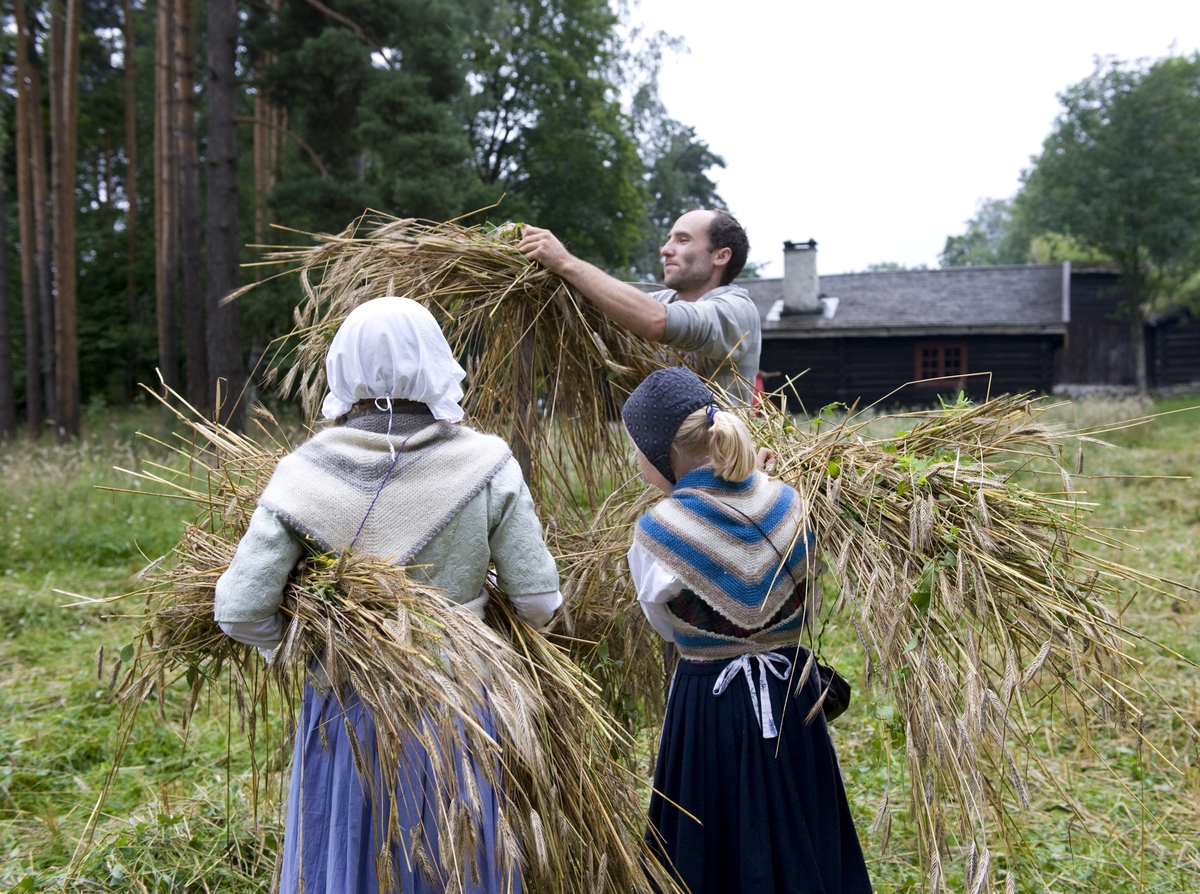 Norsk Folkemuseum, august 2010. Formidling i friluftsmuseet. Deltakere på ferieskolen henger korn på en kornstaur.