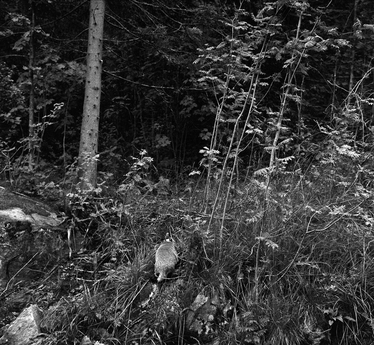 Grevling som forsvinner inn i skogen, Oslo juli 1963.